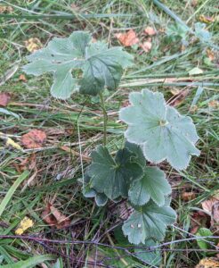 Alchemilla breviloba
