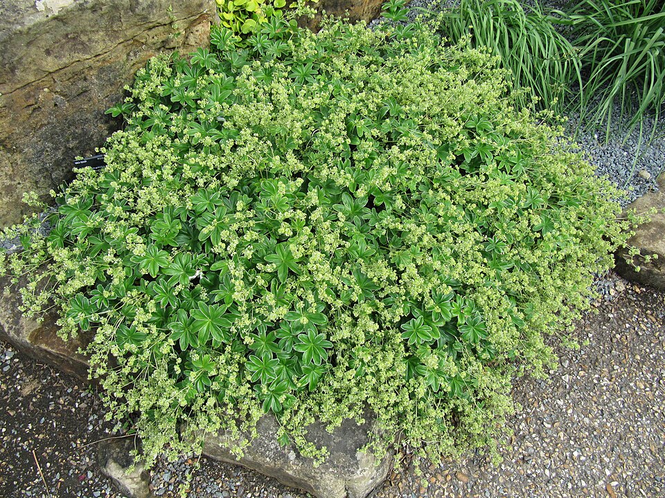 Alchemilla conjuncta