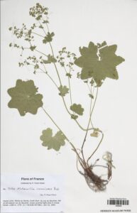 Alchemilla connivens