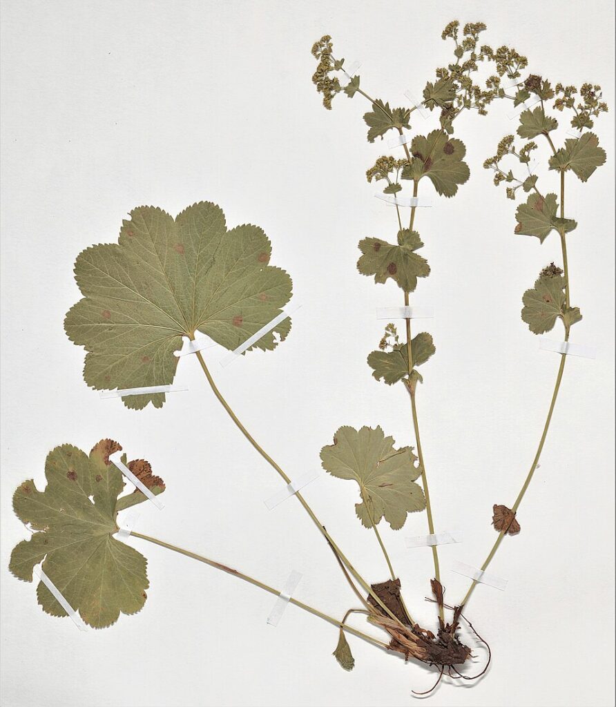 Alchemilla coriacea
