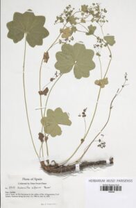 Alchemilla effusa