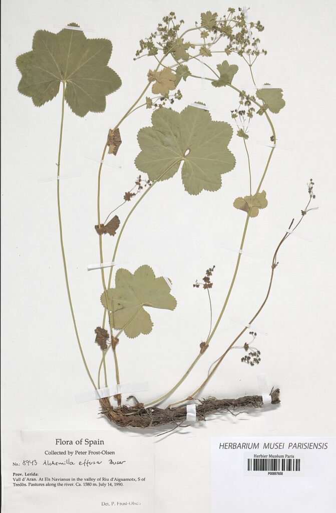 Alchemilla effusa