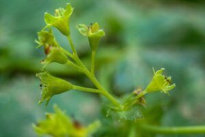 Alchemilla falsadenta