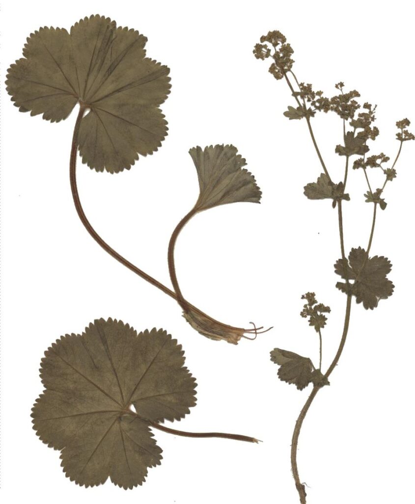 Alchemilla filicaulis