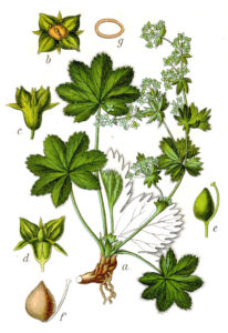Alchemilla fissa