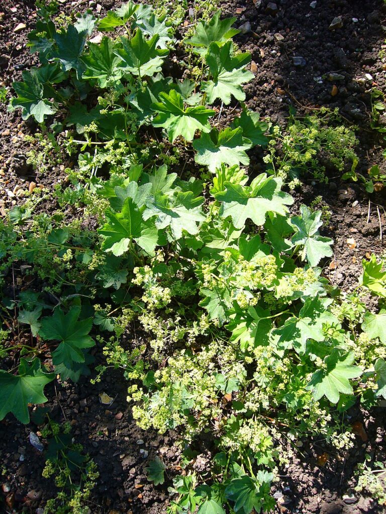 Alchemilla glabra