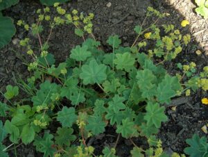 Alchemilla glaucescens