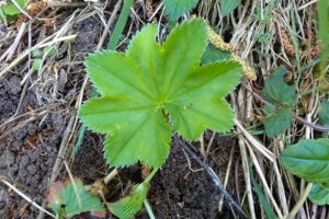 Alchemilla glomerulans