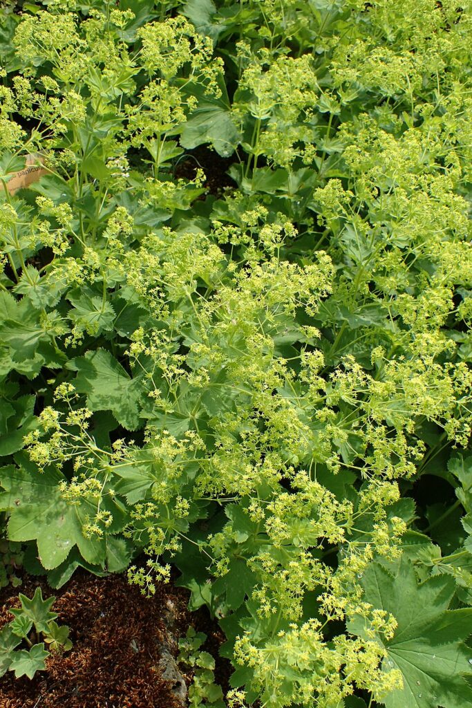 Alchemilla heterotricha