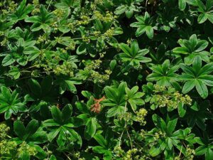 Alchemilla hoppeana