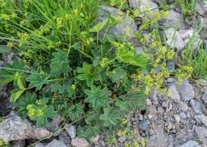 Alchemilla inconcinna