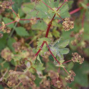 Alchemilla leiophylla