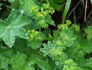 Alchemilla micans
