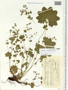 Alchemilla michelsonii