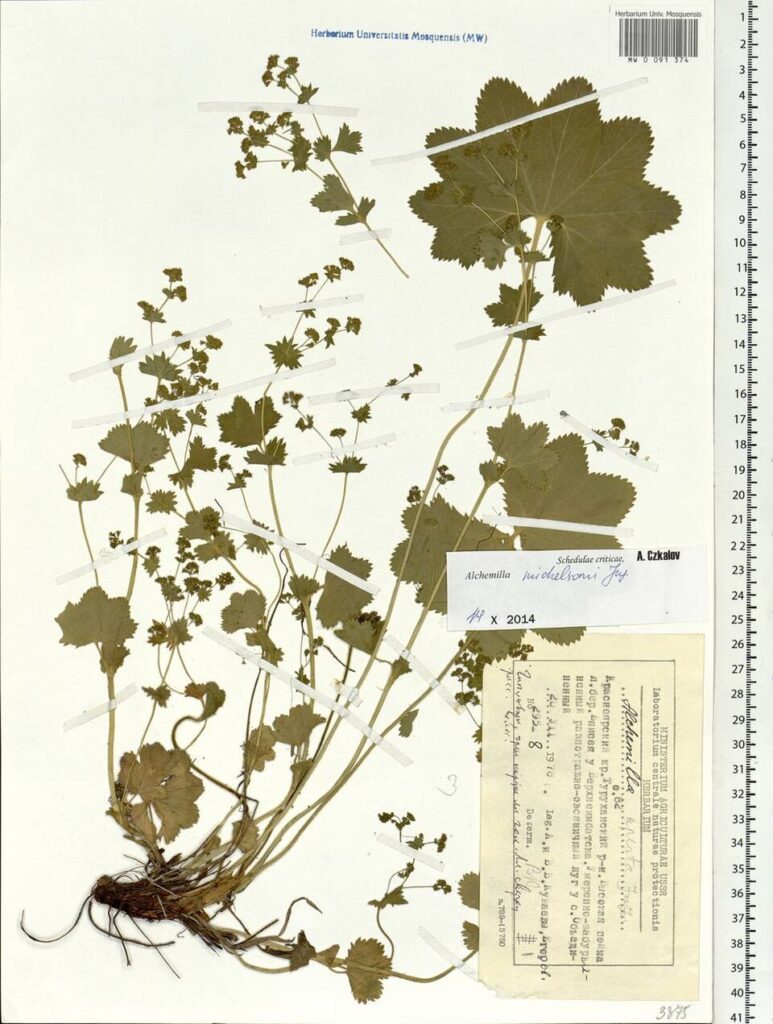 Alchemilla michelsonii