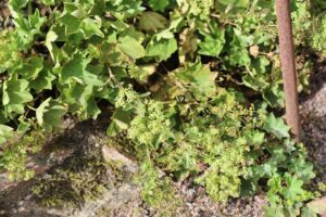 Alchemilla acutidens