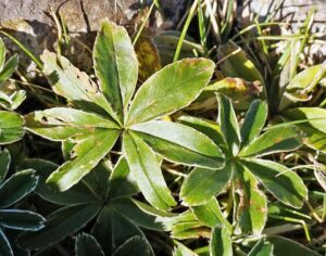 Alchemilla catalaunica