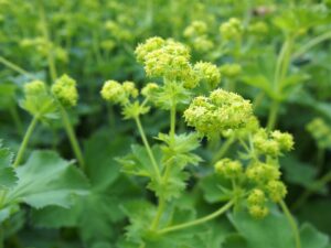 Alchemilla plicata