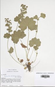Alchemilla reniformis
