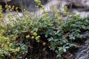 Alchemilla saxatilis