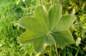 Alchemilla subcrenata