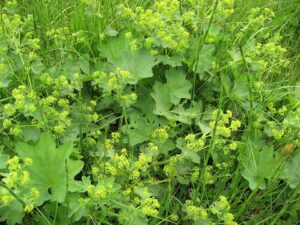 Alchemilla szaferi