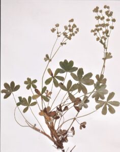 Alchemilla transiens