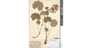 Alchemilla tytthantha