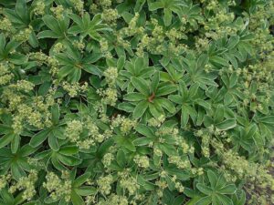 Alchemilla velebitica