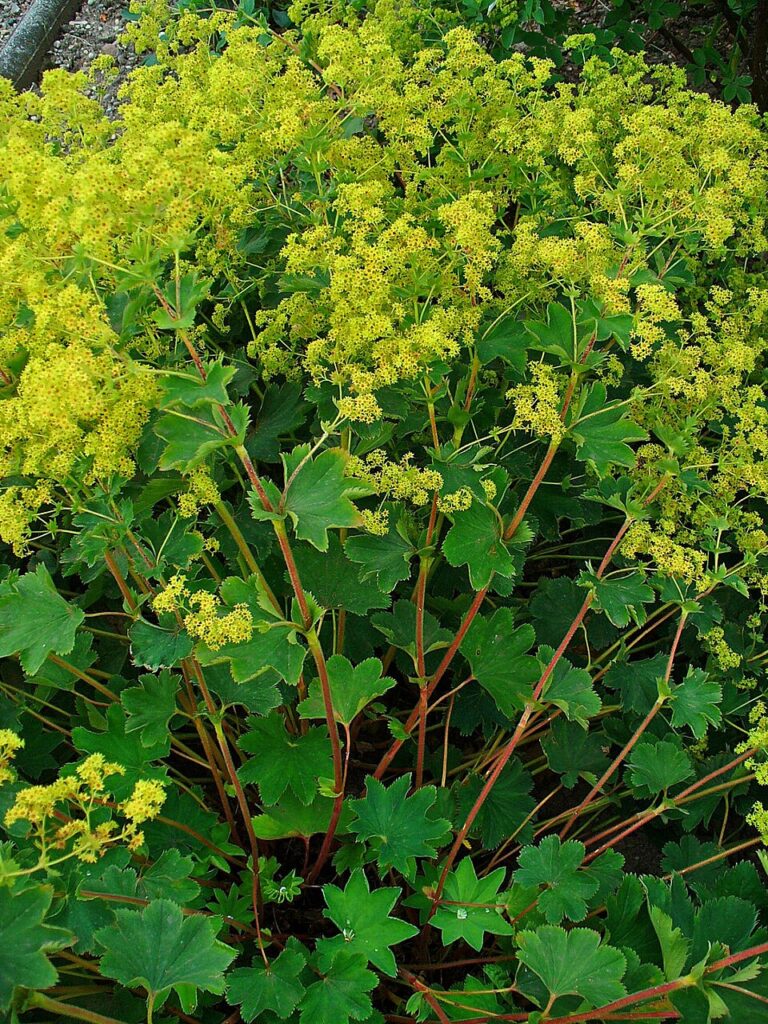 Alchemilla xanthochlora