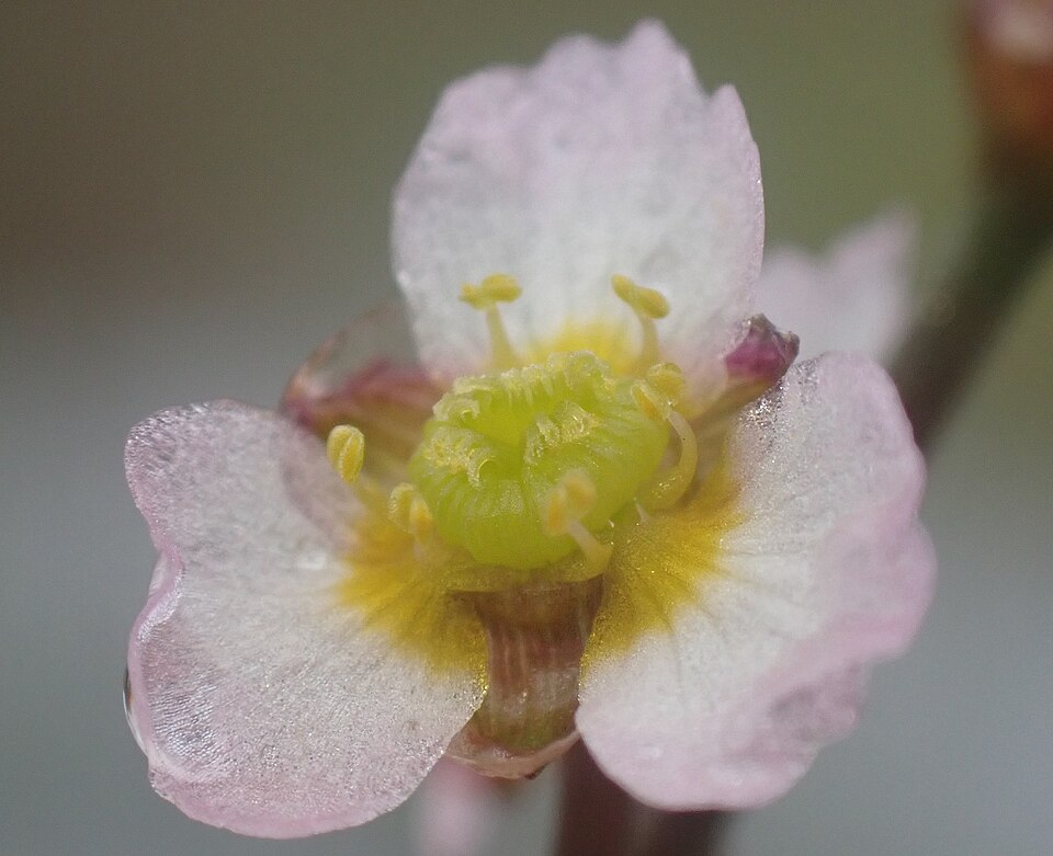 Alisma gramineum