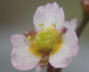 Alisma gramineum