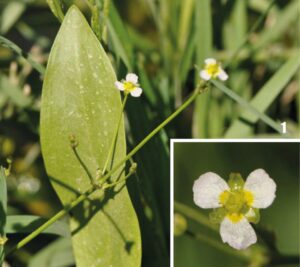 Alisma lanceolatum