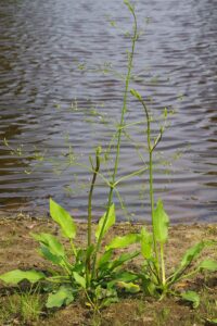 Alisma plantago-aquatica subsp. plantago-aquatica