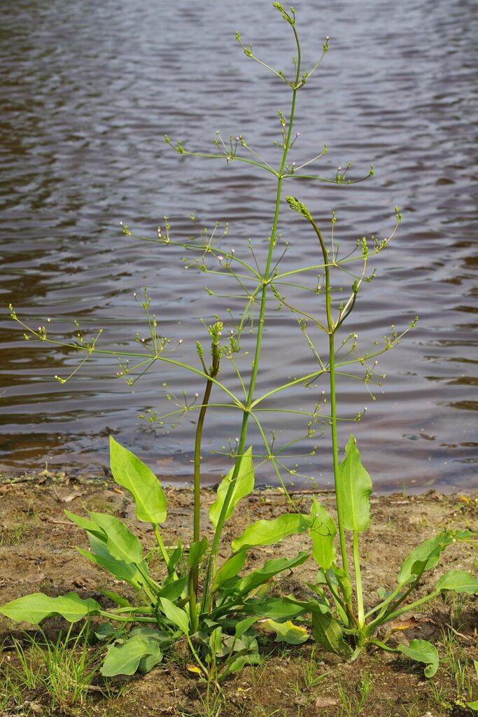 Alisma plantago-aquatica subsp. plantago-aquatica