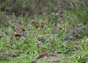 Alkanna tinctoria subsp. tinctoria