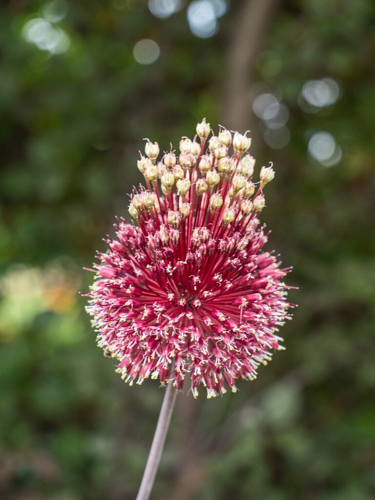 Allium amethystinum