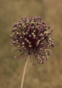 Allium ampeloprasum