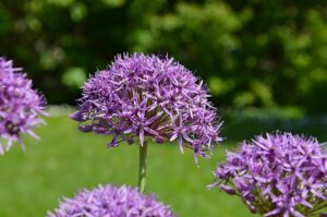 Allium atropurpureum