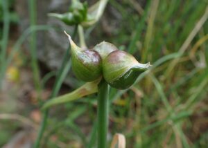 Allium carinatum