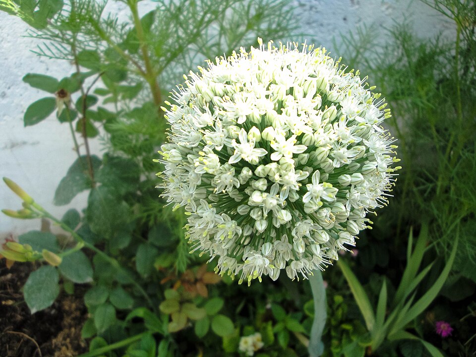 Allium cepa
