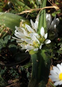 Allium chamaemoly
