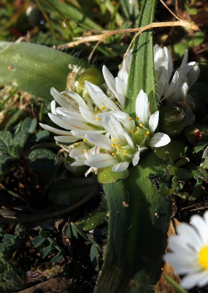 Allium chamaemoly