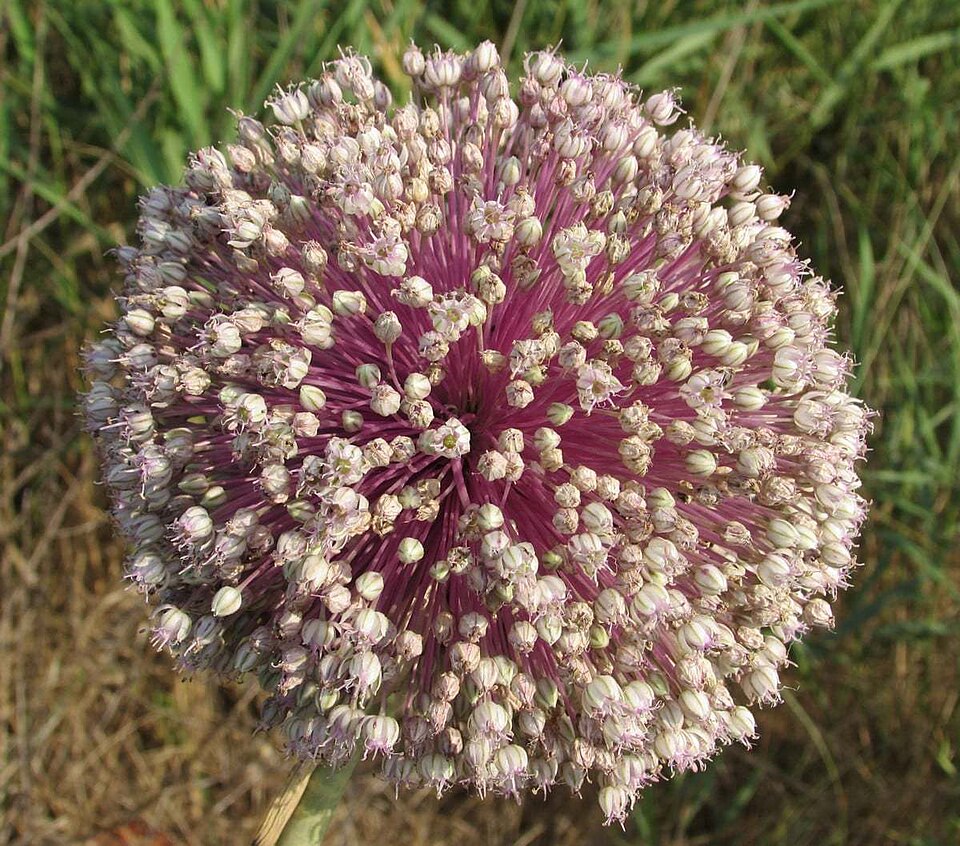 Allium commutatum