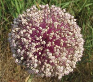 Allium commutatum