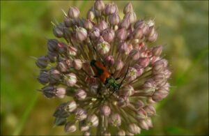 Allium corsicum