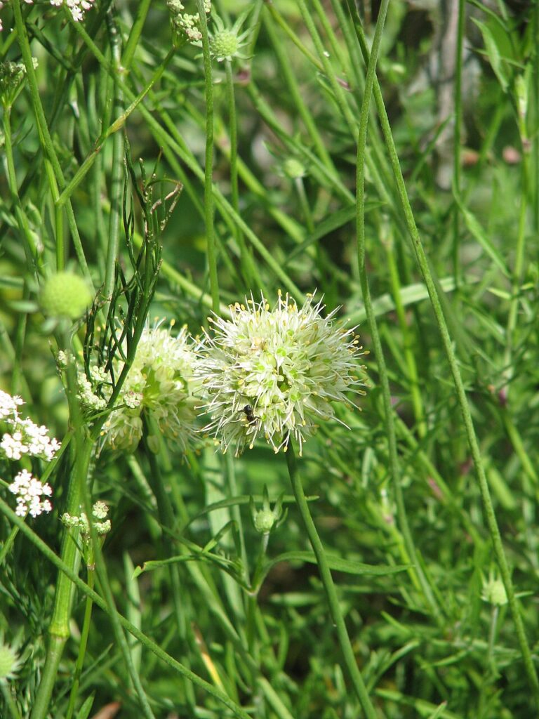 Allium ericetorum