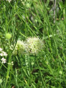 Allium ericetorum