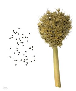 Allium fistulosum