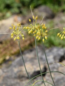 Allium pallens